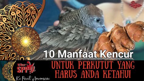 10 Manfaat Kencur Untuk Perkutut Yang Harus Anda Ketahui YouTube