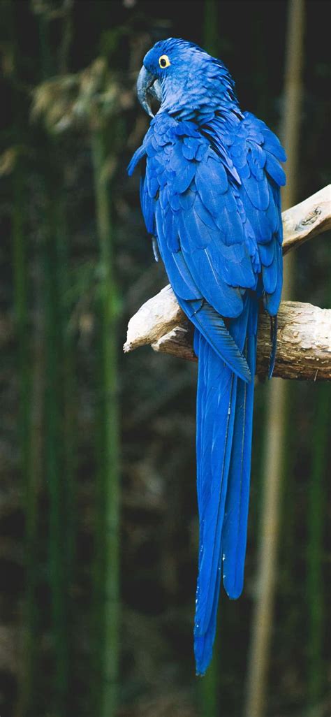 Download Blue Parrot Bird Iphone Wallpaper