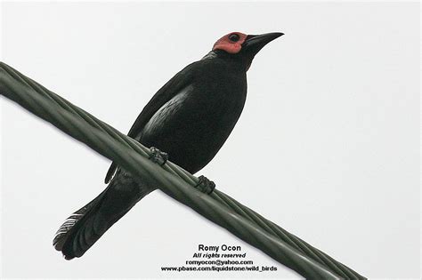 Coleto | BirdForum