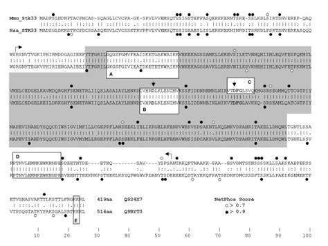 Aligment Of Mouse Human Stk33 Stk33 With Relevant Kinase Features