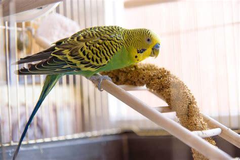 How to Take Care of a Bird | Cleanipedia ZA