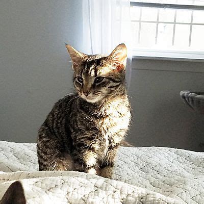 Philadelphia Pa Domestic Shorthair Meet Willow A Pet For Adoption