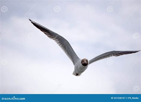 Flying Black And White Seagull Stock Image Image Of Funny Bird