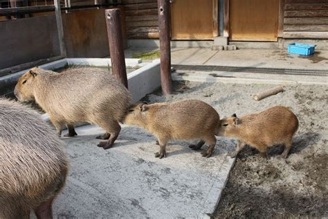 Capybara