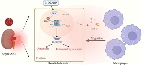 Histone H3K27 Methyltransferase EZH2 Regulates Apoptotic And