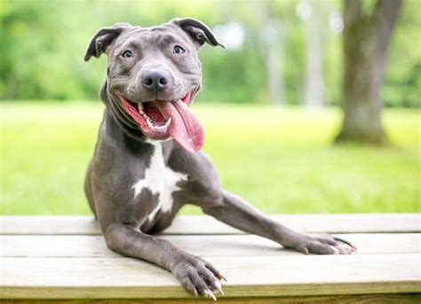 Razones Por Las Que Un Pit Bull Se Lame O Muerde Las Patas Con Mis