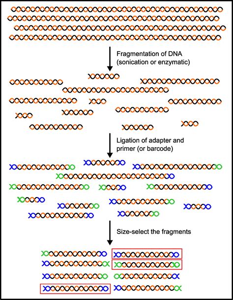 Next Generation Sequencing Techniques