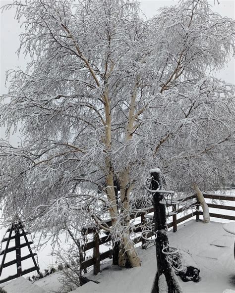 Maltempo In Sicilia La Neve Imbianca Piano Provenzana E Piano