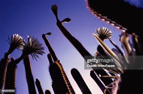 60 Cleistocactus Stock Photos High Res Pictures And Images Getty Images