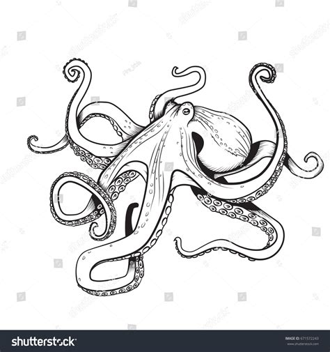 Squid Coloring Pages Printable Squid Coloring Pages Room Design In Your