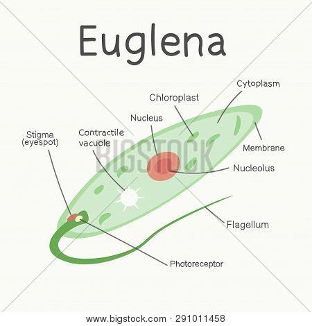 Euglena Diagram Cytoplasm