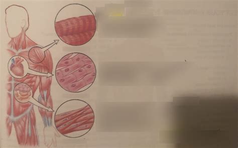 Anatomy And Physiology Chapter 7 Muscular System Diagrams Ch