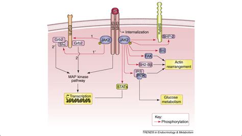 Growth Hormone Signalling Sprouting Links Between Pathways Human