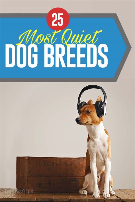 25 Most Quiet Dogs (Based on Science)