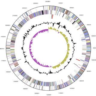 Graphical Circular Map Of The Genome From Outside To The Center Genes