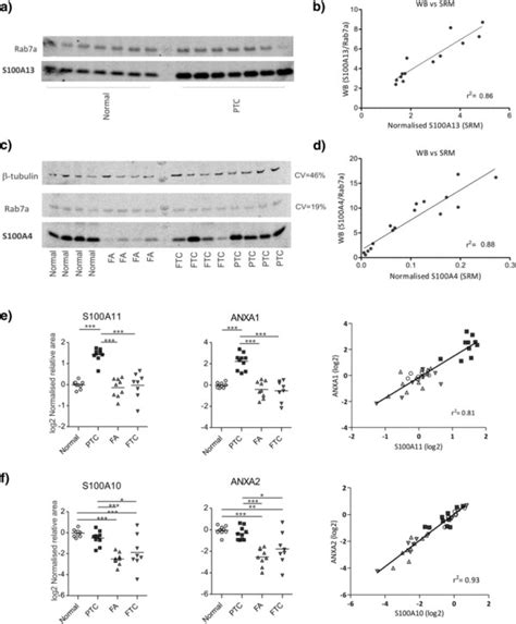 Validation Of Srm Based Results And Correlated Expression Of S100 Download Scientific Diagram