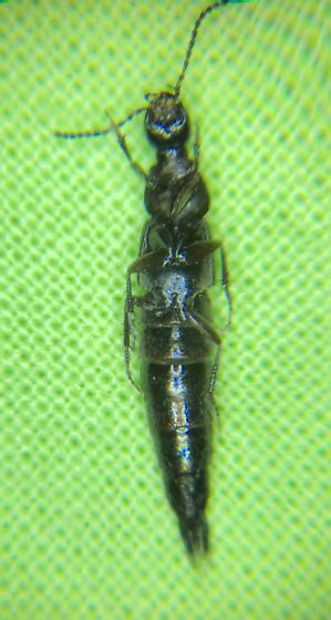 Staphylinidae Carrion Beetle Philonthus Politus Philonthus Bugguidenet