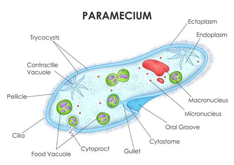 Healthcare And Medical Education Drawing Chart Of Paramecium Anatomy