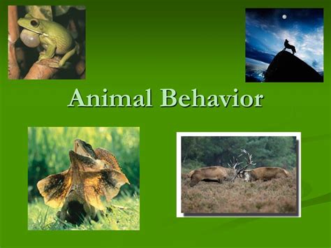 PPT - Animal Behavior PowerPoint Presentation, free download - ID:372088