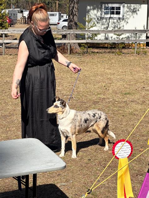 Omplassering Av Hund FINN Torget