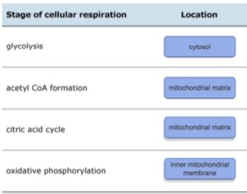 Cellular Locations Of The Four Stages Of Cellular Respiration