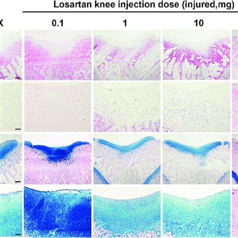 Hematoxylin And Eosin Hande And Alcian Blue Staining Of Osteochondral