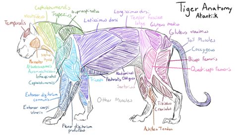 𝔸𝕥𝕝𝕒𝕟𝕥𝕚𝕚𝕜'𝕤 𝕋𝕦𝕥𝕠𝕣𝕚𝕒𝕝𝕤 - 4 || Tiger Anatomy - Wattpad