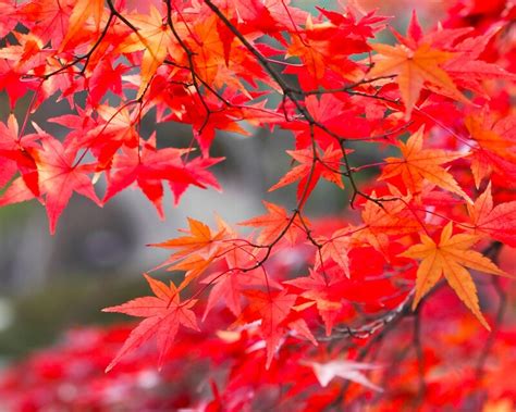 秋を彩る紅葉で和の心を堪能！もみじの育て方｜limia リミア