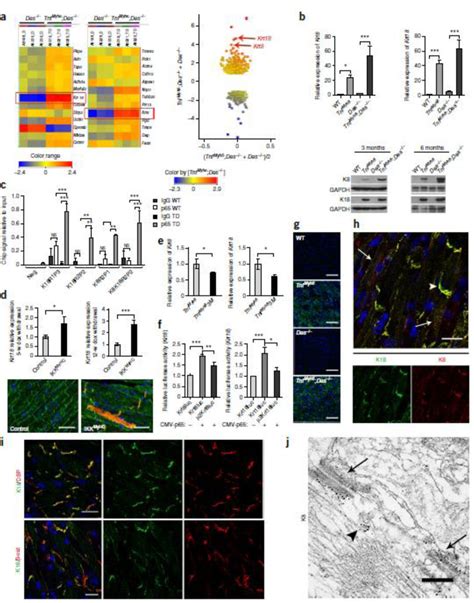 keratin    keratin    ectopically expressed
