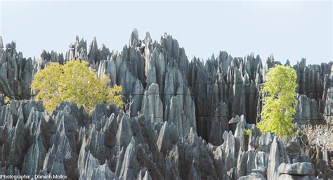 Un Des Plus Beaux Karsts Tropicaux Du Monde Le Lapiaz Des Tsingy De