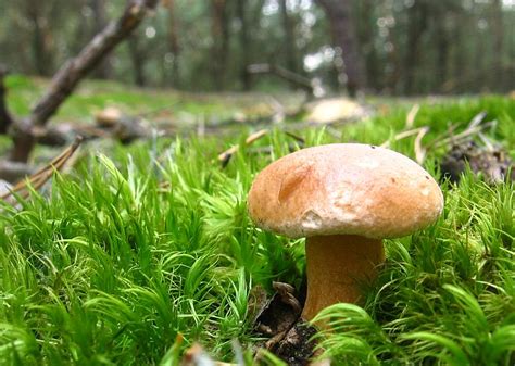 maślak sitarz (Suillus bovinus #) Atlas NaGrzyby.pl