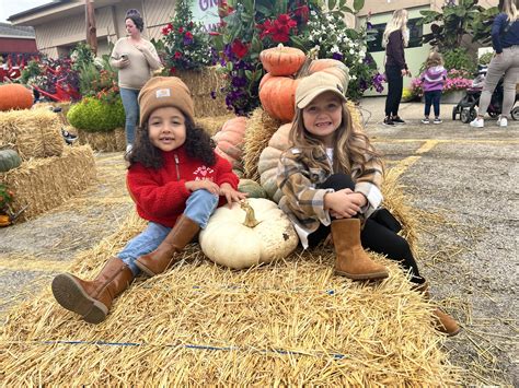 31st Annual Harvest Fair