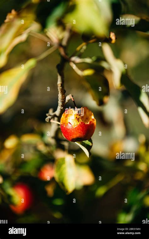 Manzanas Org Nicas Colgando De Una Rama De Rbol En Un Huerto De