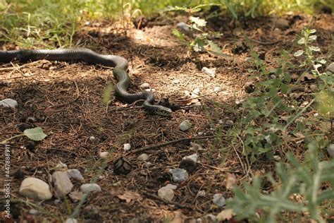 Un Serpente Nel Bosco Stock Photo Adobe Stock