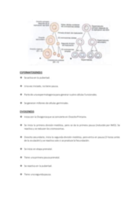 Solution Gametogenesis Y Fecundaci N Studypool