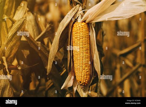 Ripe Corn On The Cob In The Field Ready For Harvest Stock Photo Alamy