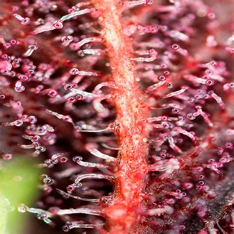 Red Hot Cookies feminized seeds Sweet Seeds Saltón Verde