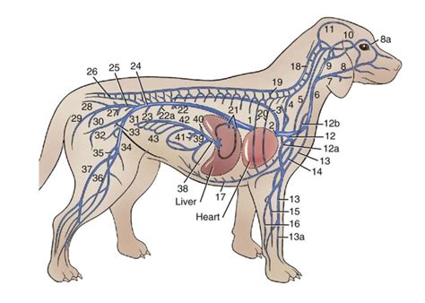 BCSE NAVLE Canine Venous System Diagram Quizlet