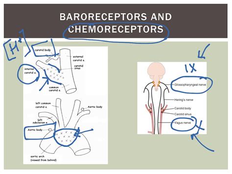 Sensory Pathways Touch And Proprioception Science Human Body