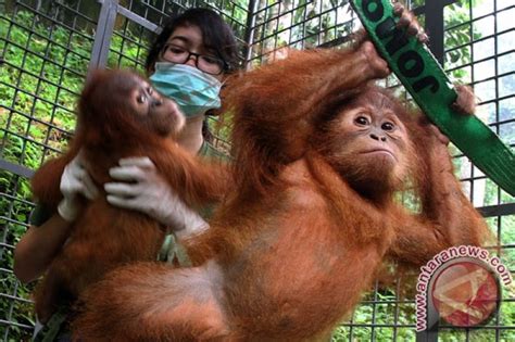 ProFauna Tiga Jenis Primata Indonesia Terancam Punah ANTARA News