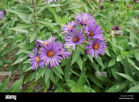 New York aster Stock Photo - Alamy
