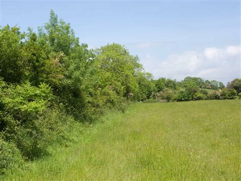 Hedging | A practical conservation handbook from TCV