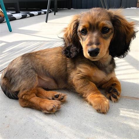 Miniature Dapple Dachshund Puppies