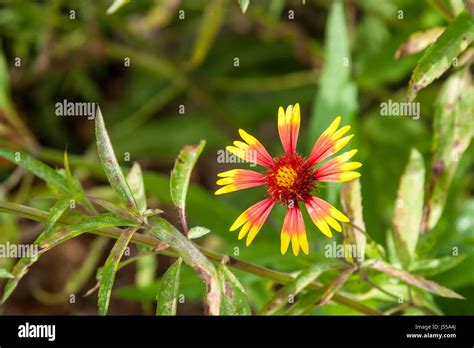 An Indian Blanket Flower Stock Photo - Alamy