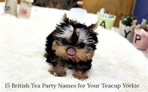 15 British Tea Party Names for Your Teacup Yorkie #Teacup #TeacupYorkie #Names #YorkieNames ...