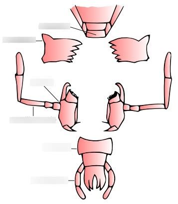 BSCI 337 Lab Quiz 1 UMD Diagram | Quizlet 