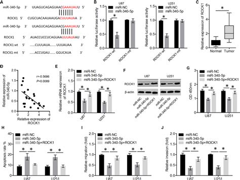 Mir‐340‐5p Inhibited Glioma Cell Proliferation Migration And Invasion