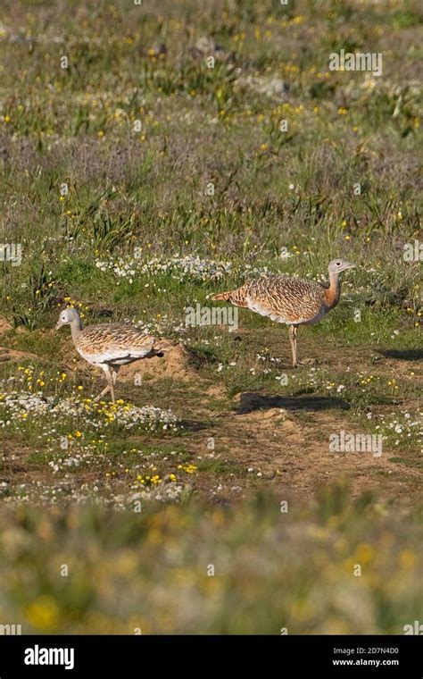 Great Bustards Hi Res Stock Photography And Images Alamy