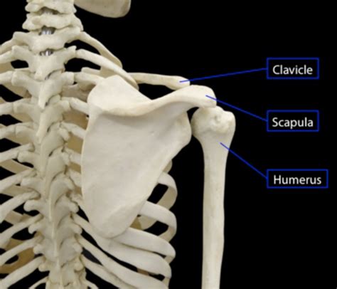 Anatomy Msk Upper Limb Flashcards Quizlet