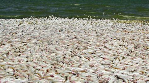 Alerta en Córdoba aparecen muertos cientos de peces Weekend